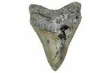 Sharply Serrated, Fossil Megalodon Tooth - North Carolina #349352-1